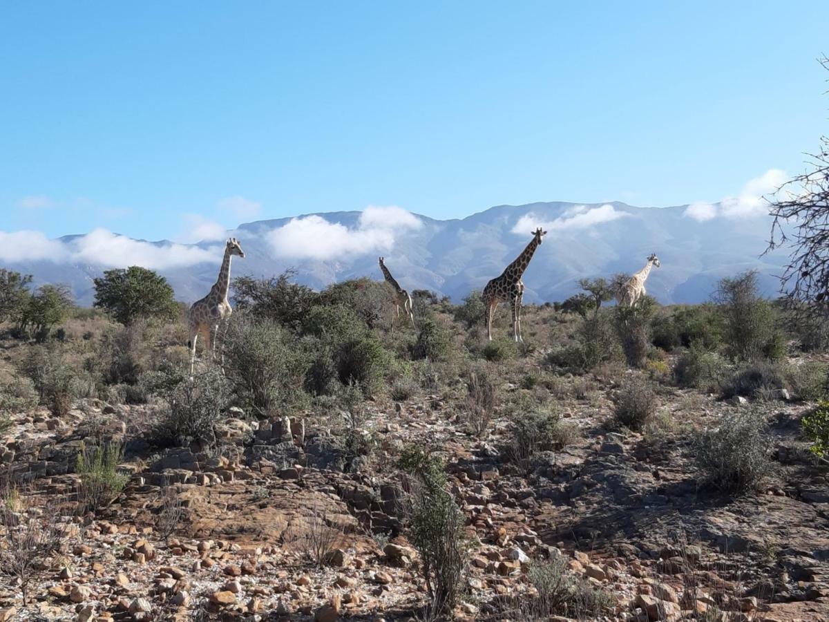 Wolverfontein Karoo Cottages Ladismith Bagian luar foto